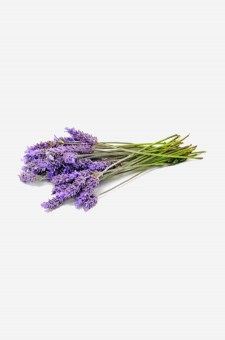Balsamic Lavender